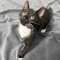 Thumbnail photo of Sprite #2