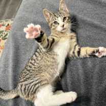 Thumbnail photo of Puck #3