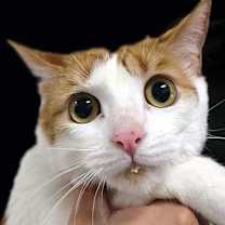 Thumbnail photo of Tigger #1