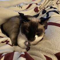 Thumbnail photo of Yuki #2