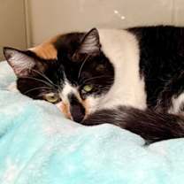 Thumbnail photo of Brittany #3