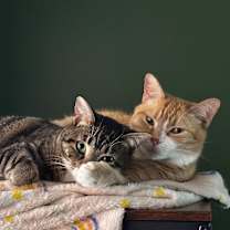 Thumbnail photo of Princess #2