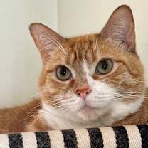 Thumbnail photo of Princess #4