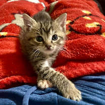 Thumbnail photo of Cricket #1