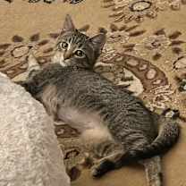 Thumbnail photo of Sneaky  #1