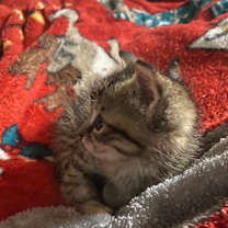 Thumbnail photo of Cricket #2