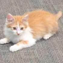 Thumbnail photo of Jake #1