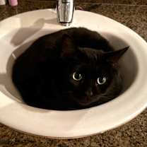 Thumbnail photo of Licorice #1