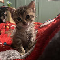 Thumbnail photo of Cricket #3