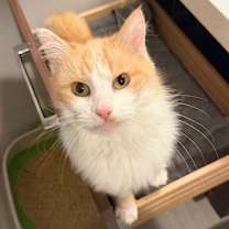 Thumbnail photo of Austin #1