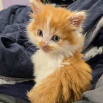 Thumbnail photo of Jake #2