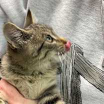 Thumbnail photo of Sneaky  #2