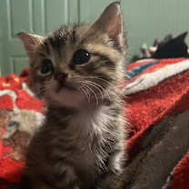 Thumbnail photo of Cricket #4