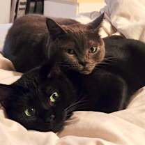 Thumbnail photo of Licorice #3