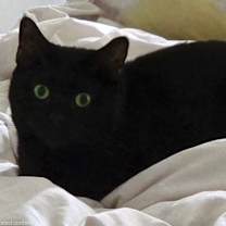 Thumbnail photo of Licorice #4