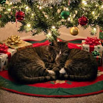 Thumbnail photo of PICKLES & HAZE - Bonded Duo! #1