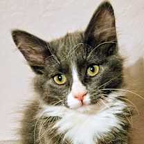 Thumbnail photo of Eiffel- RC PetSmart #3