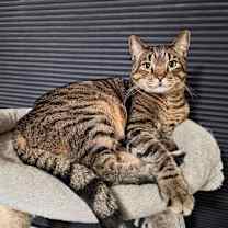 Thumbnail photo of PICKLES #1