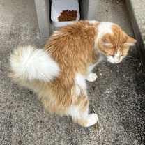 Thumbnail photo of Winston #3