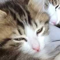 Thumbnail photo of Coachella #3