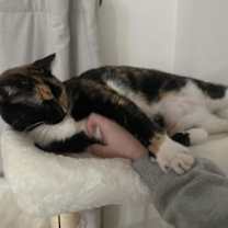 Thumbnail photo of Piperlynn Peppermint #4