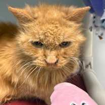 Thumbnail photo of Newspaper #3