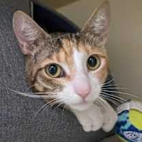 Thumbnail photo of Lulu #3