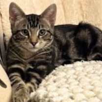 Thumbnail photo of Fern #3