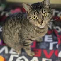 Thumbnail photo of Nibbles #1