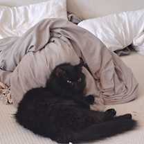 Thumbnail photo of Caspher #1