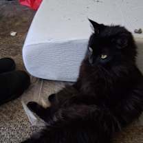 Thumbnail photo of Caspher #2