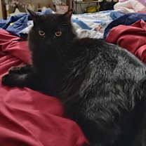 Thumbnail photo of Caspher #3