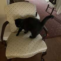 Thumbnail photo of Sophie #3