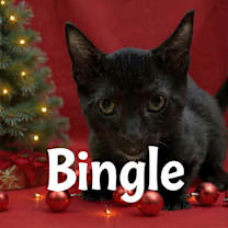 Thumbnail photo of Bingle #4