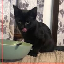 Thumbnail photo of Onyx #1