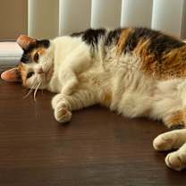 Thumbnail photo of Natto #3