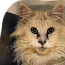 Thumbnail photo of Cider Doughnut #1