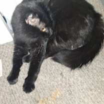 Thumbnail photo of Caspher #4