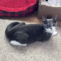 Thumbnail photo of Jasmine #4