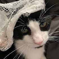 Thumbnail photo of Gunther #4