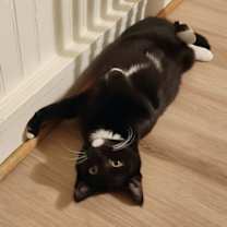 Thumbnail photo of Annie #1