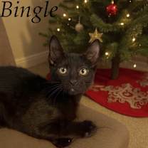 Thumbnail photo of Bingle #1