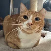 Thumbnail photo of Fanta #1