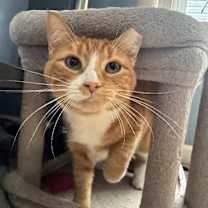 Thumbnail photo of Fanta #2