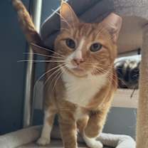 Thumbnail photo of Fanta #3