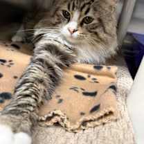 Thumbnail photo of Honey-Dew #1