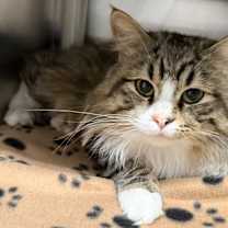 Thumbnail photo of Honey-Dew #2