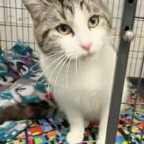 Thumbnail photo of Gemini #2