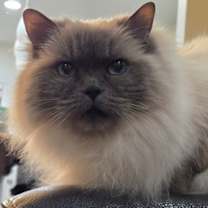 Thumbnail photo of Hemi #1