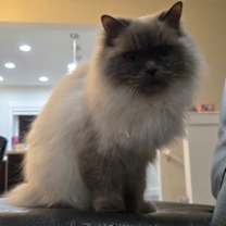 Thumbnail photo of Hemi #2